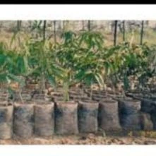 Agro Textiles(jute Agro Textiles For Growth Of Plants And Suppression Of Weeds)