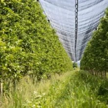 Agro Textiles(harvest Nets For Agriculture And Horticulture Purposes)