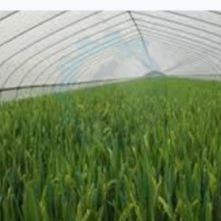 Agro Textiles(hail Protection Nets For Agriculture And Horticulture Purposes- Warp Knitted Hail Protection Nets)
