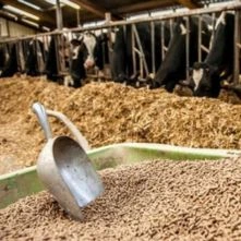 Compounded Feeds For Cattle