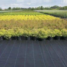 Woven Ground Covers For Horticulture Application