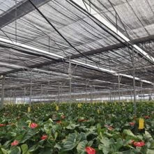 Fencing Nets For Agriculture And Horticulture Purposes-made From Mono Filament Yarns And Combination Of Tape And Mono Filament Yarns